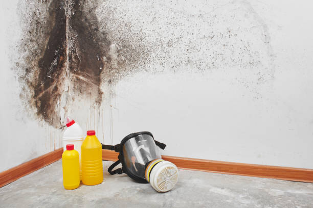Best Certified Mold Removal  in Peculiar, MO