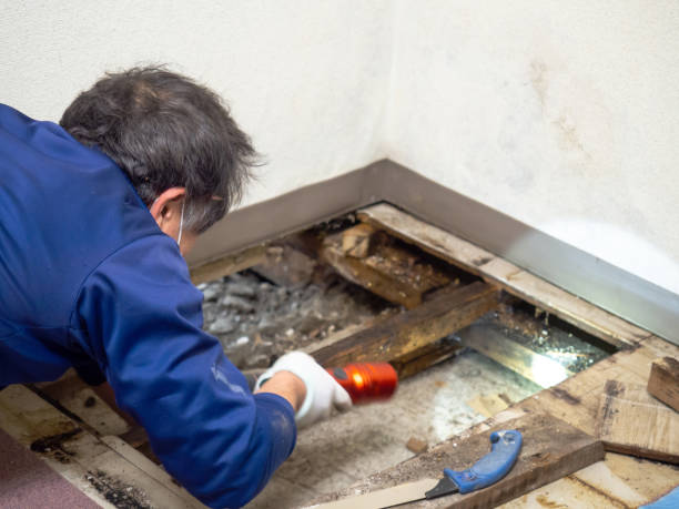 Peculiar, MO Mold Removal Company