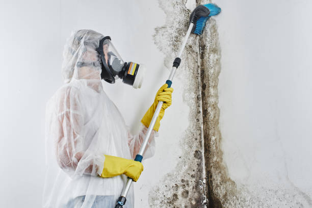 Office Mold Removal Services in Peculiar, MO