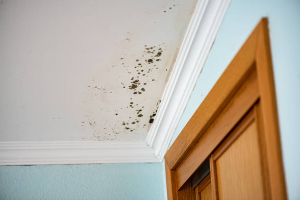 Best Commercial Mold Removal  in Peculiar, MO
