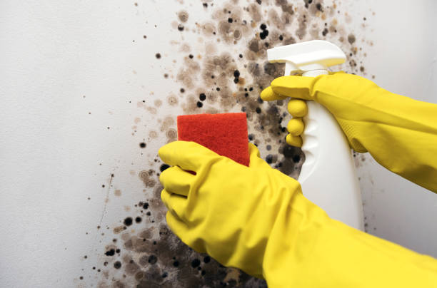 Best Crawl Space Mold Removal  in Peculiar, MO