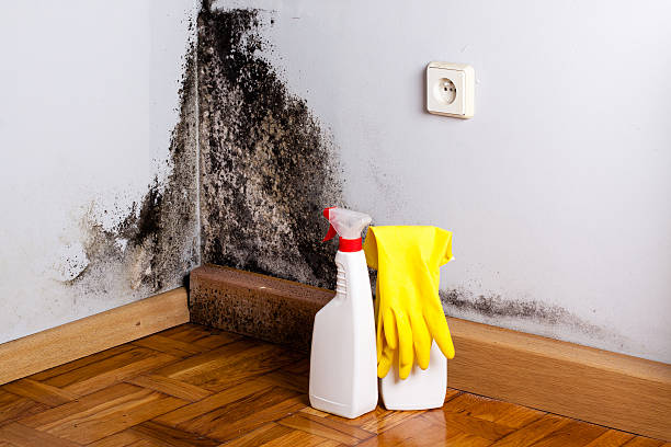 Best Local Mold Removal Service  in Peculiar, MO