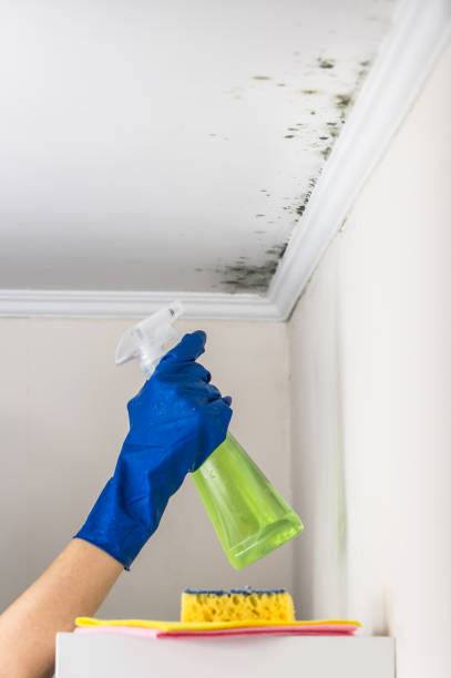 Best Black Mold Removal  in Peculiar, MO