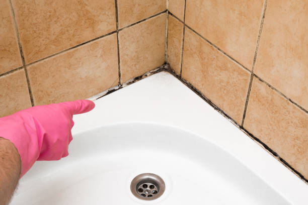 Best Certified Mold Removal  in Peculiar, MO
